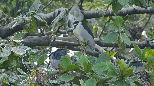 鸟(黑冠夜鹭)在树上的巢中照料扇形翅膀。视频下载