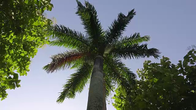 皇家棕榈或皇家棕榈，低角度视图。这棵树是古巴的国家树，是这个加勒比岛屿民族和文化的象征视频下载