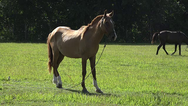 古巴农场:拴在草地上的马。加勒比岛上主要用于运输和工作的家畜视频素材