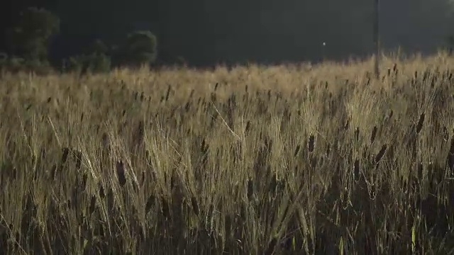 4K大麦田当日落，4K剪辑，农业产业概念视频下载