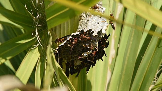 在巢上饲养幼虫和茧的纸蜂视频下载