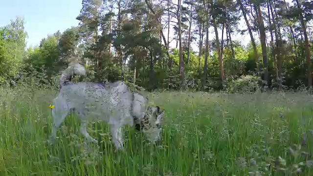西伯利亚哈士奇在高高的草丛中奔跑。视频素材