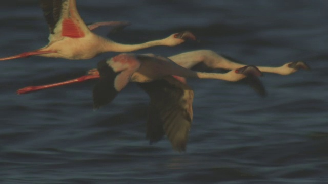 一群小火烈鸟低低地飞过博戈里亚湖视频素材