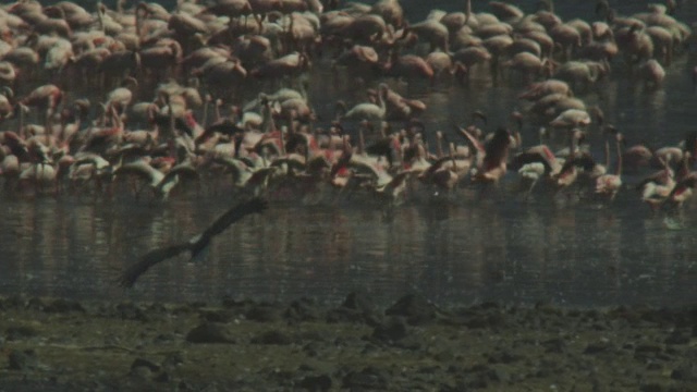 镜头中，非洲鱼鹰从镜头中飞过，降落在火烈鸟群附近，火烈鸟群在炎热的雾霾中逃跑视频下载