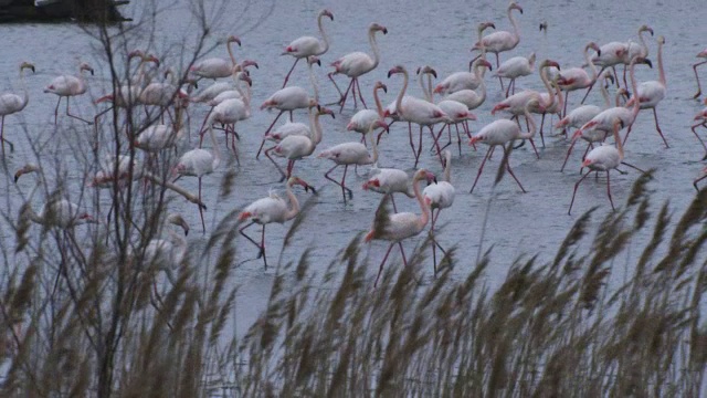 SLOMO PAN和一群大火烈鸟在湖中行走，前景是芦苇视频素材