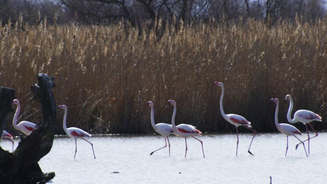 SLOMO PAN和一群大火烈鸟在湖中散步视频素材