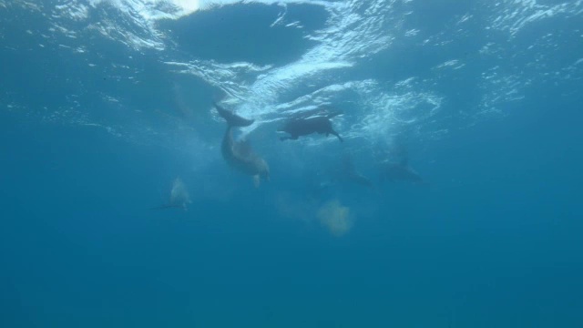 水下宽吻海豚围着家犬游泳和玩耍视频下载