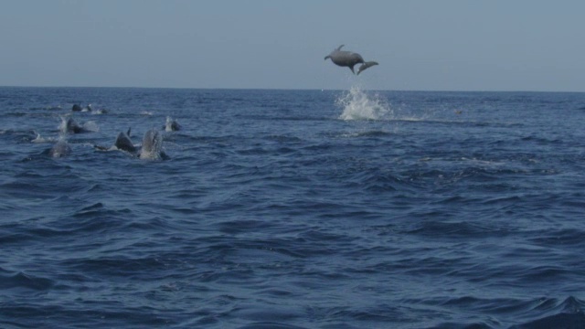 SLOMO跟踪后面一组旋转海豚游泳和2跳跃和旋转的精力视频下载