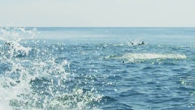 SLOMO MS旋转海豚垂直跳跃，做5旋转视频下载