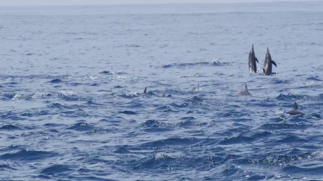 一群飞旋海豚从镜头前游过，7只按顺序跳跃，并做多次旋转视频下载