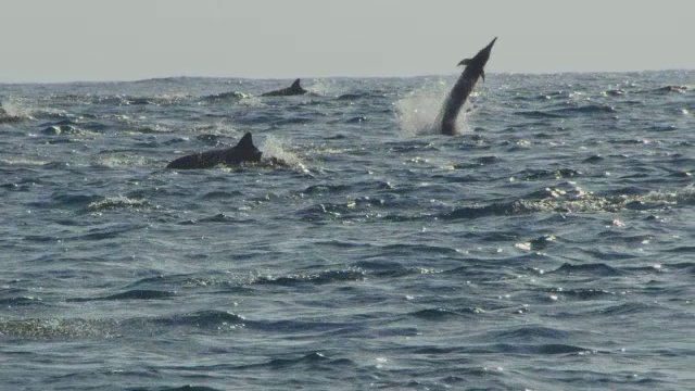 跟踪一组旋转海豚，1跳跃和做5旋转的精力视频下载