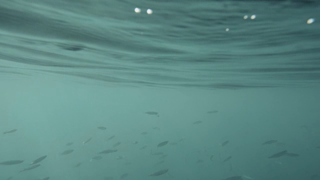 鱼在海面下的海洋中成群游动视频素材