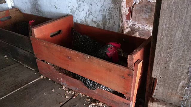 院子里的母鸡视频下载