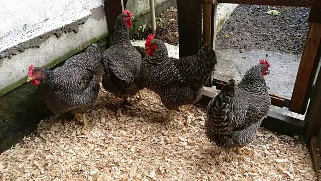 院子里的母鸡视频下载