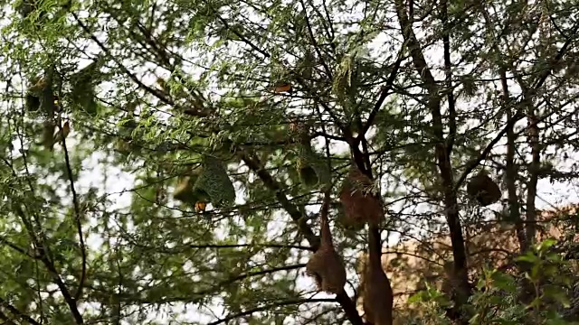 织鸟在树上鸣叫视频下载