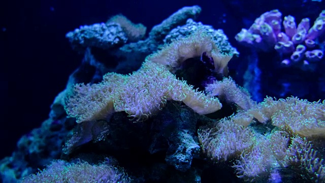 水族馆公众与鱼类和珊瑚视频下载