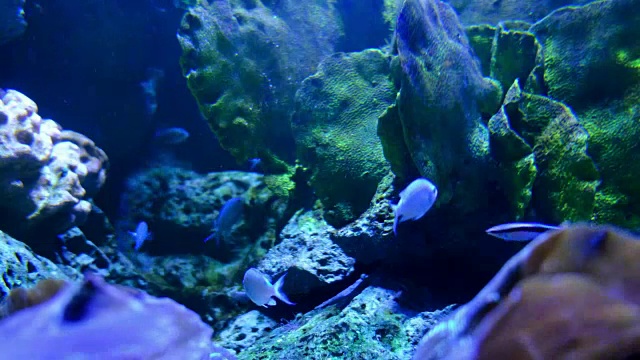 水族馆公众与鱼类和珊瑚视频下载