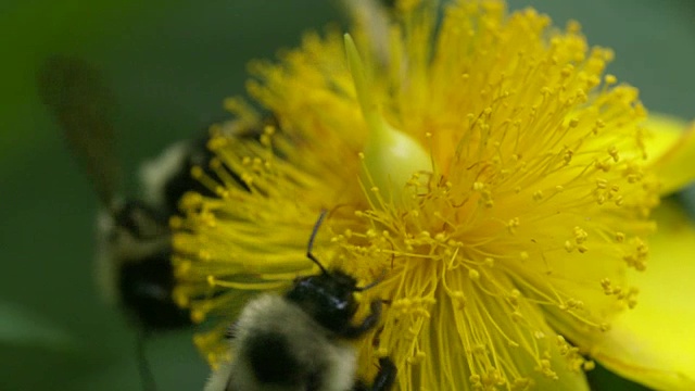 两只大黄蜂在为金丝桃授粉视频素材