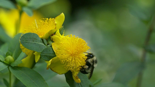 大黄蜂降落在金丝桃上发出声音，HS(稍后出现的是蜜蜂)视频素材
