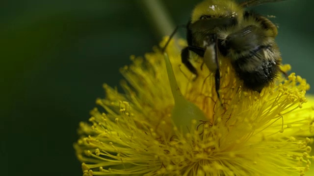 大黄蜂在大的金丝桃上授粉，特写视频素材