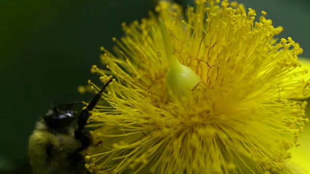 大黄蜂在大的金丝桃上授粉，特写视频下载