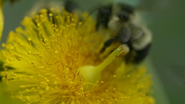 大黄蜂偷袭另一只在花上的大黄蜂视频下载