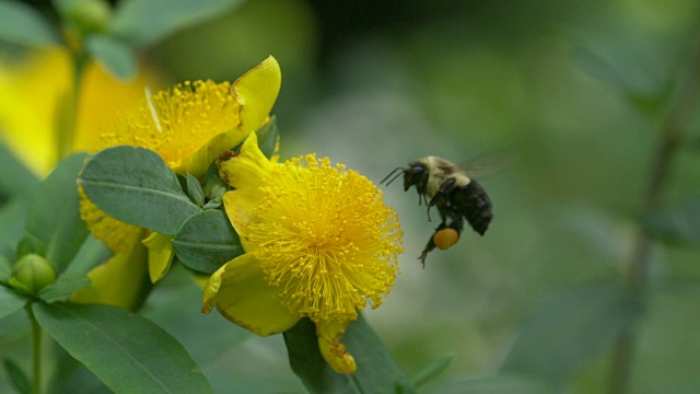 大黄蜂快速降落和起飞从黄色的金丝桃花开花视频素材