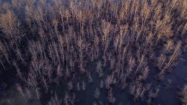 空中飞过被洪水淹没的岛屿，岛上覆盖着光秃秃的树木视频下载