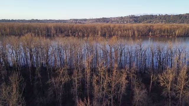 洪水泛滥的河边是一片光秃秃的树林视频下载