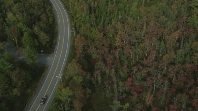 汽车在路上行驶的天线。林中的树林中的树视频素材