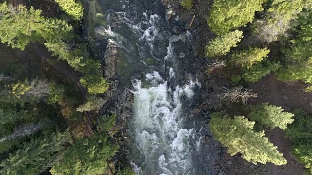 降落在一条穿过茂密森林的河流上视频下载