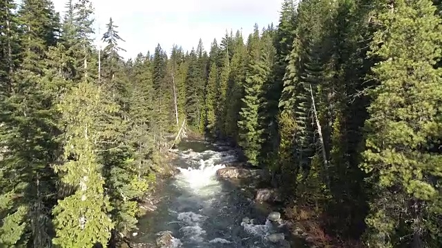 空中飞过一条经过森林的河流视频素材