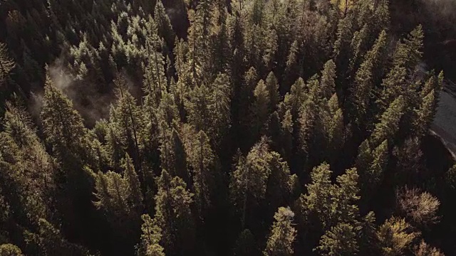 从森林里的一条河上传来的雾的鸟瞰图视频素材