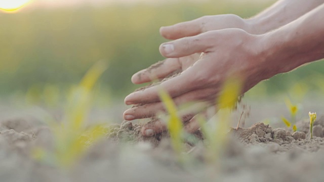 农业，农业-种植前用手检查土壤。视频素材