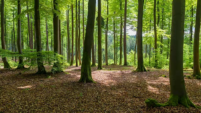 春天在森林里，斯派萨特，弗朗科尼亚，德国巴伐利亚视频购买