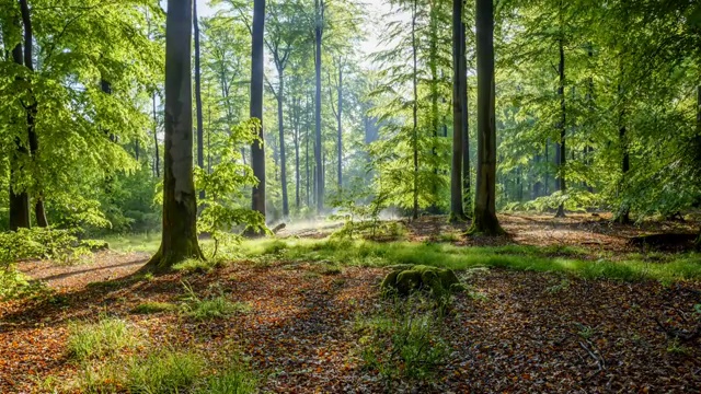 森林中的日出，斯派萨特，弗朗哥尼亚，德国巴伐利亚视频下载