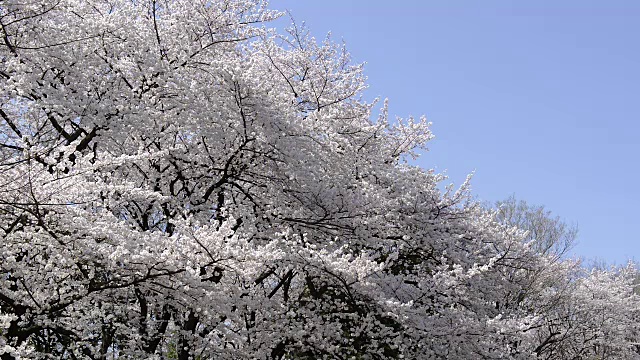 日本东京世田谷市木田公园的樱花视频素材