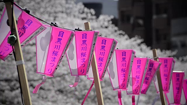 日本东京目黑河上的樱花节视频素材