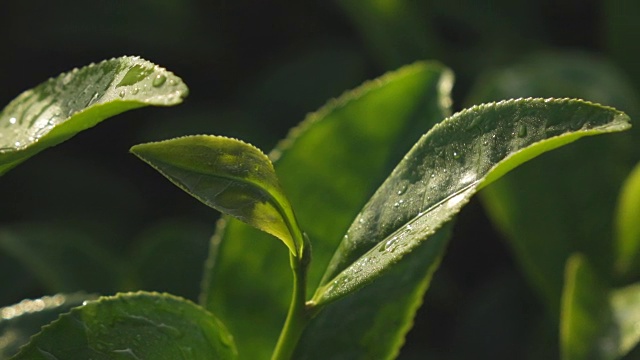 特写绿茶芽和嫩叶慢镜头。视频下载