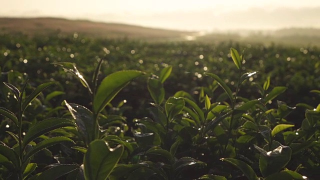 特写绿茶芽和嫩叶慢镜头。视频下载