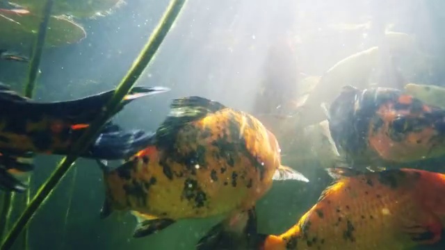 自然池塘中的锦鲤鱼群视频素材