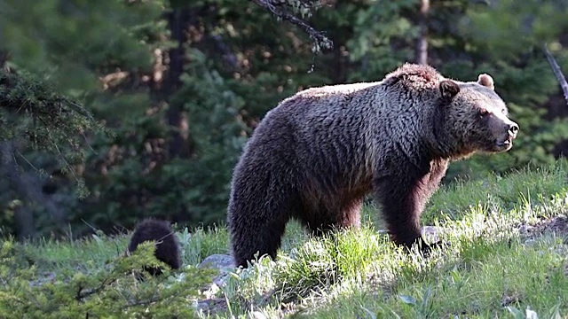 一只灰熊和两只小熊的MS 4K照片视频下载