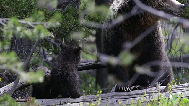 TS 4K拍摄的灰熊(熊)和两个新生的幼崽在原木上玩耍视频下载