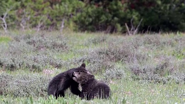 2只灰熊幼崽在草地上玩耍的4K MS镜头视频素材