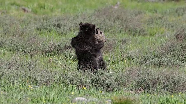 2只灰熊幼崽在草地上玩耍的4K MS镜头视频素材