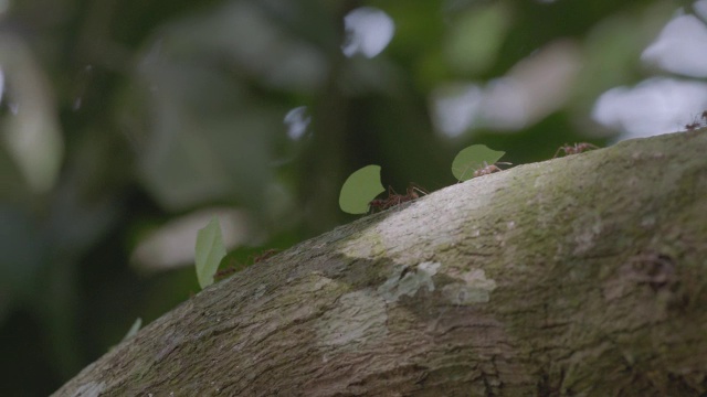 MS切叶蚁在树枝上行走并携带树叶/巴拿马Gamboa视频素材