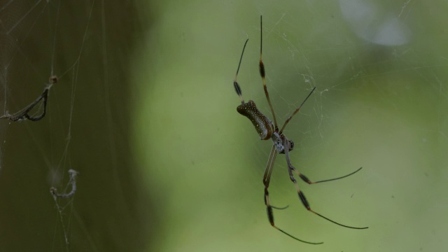 蜘蛛网上的潘小姐蜘蛛/巴罗科罗拉多岛，巴拿马视频素材