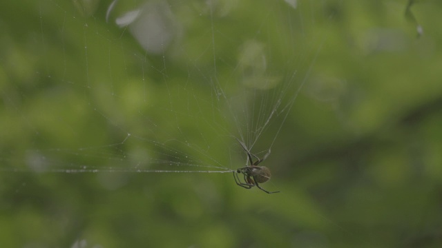 MS Spider on Spider web / Barro Colorado Island，巴拿马视频素材