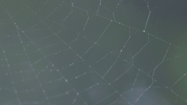 森林中的蜘蛛网/巴罗科罗拉多岛，巴拿马视频素材