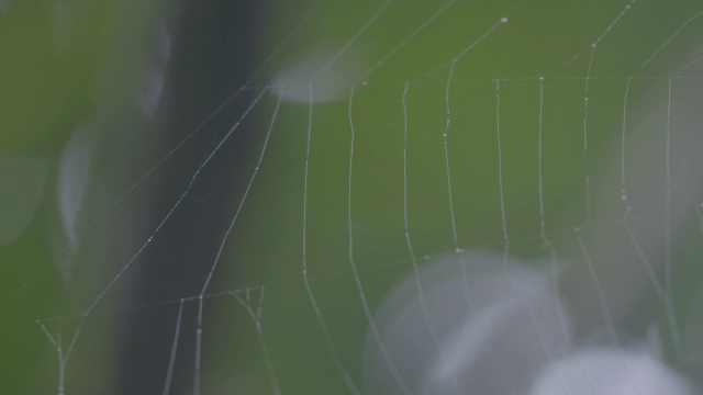 森林中的蜘蛛网/巴罗科罗拉多岛，巴拿马视频素材